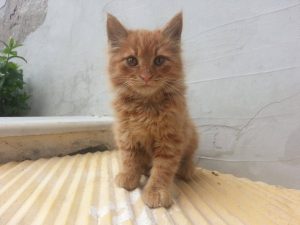 ΦΙΛΟΖΩΙΚΗ ΑΜΠΕΛΟΚΗΠΩΝ ΘΕΣΣΑΛΟΝΙΚΗΣ “ΑΔΕΣΠΟΤΗ ΜΑΤΙΑ” – Αμπελόκηποι, Θεσσαλονίκη