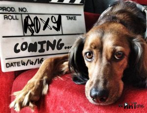 ΚΑΤΑΦΥΓΙΟ ΖΩΩΝ ΒΥΡΩΝΑ – Βύρωνας, Αθήνα, Αττική