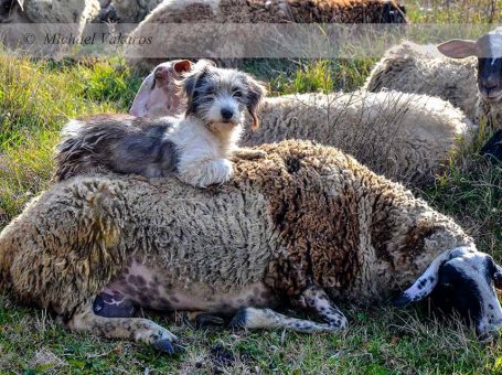ΦΙΛΟΖΩΙΚΗ ΙΩΑΝΝΙΝΑ “Animal Action Ioannina Σύλλογος Προστασίας Αδέσποτων Ζώων Ιωαννίνων” – Ιωάννινα,