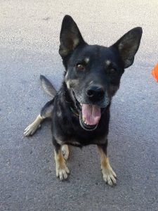 ΦΙΛΟΖΩΙΚΗ ΚΕΡΑΤΕΑΣ “Φιλοζωικό Σωματείο Κερατέας ΠΡΟΚΡΙΣ” – Κερατέα, Ανατολική Αττική