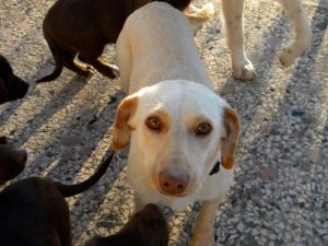 ΦΙΛΟΖΩΙΚΗ ΛΗΜΝΟΥ “Φιλοζωικό Σωματείο Λήμνου Αδέσποτες Ψυχές” – Λήμνος