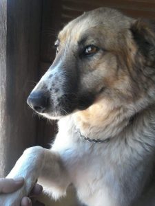 ΦΙΛΟΖΩΙΚΗ ΟΜΑΔΑ ΜΑΡΚΟΠΟΥΛΟ ΠΟΡΤΟ ΡΑΦΤΗ – Μαρκόπουλο, Πόρτο Ράφτη, Αττική