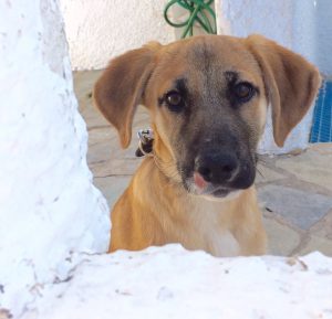 ΦΙΛΟΖΩΙΚΗ ΠΑΡΟΥ “ΦΙΛΟΖΩΟΙ ΕΘΕΛΟΝΤΕΣ ΠΑΡΟΥ” – Πάρος, Κυκλάδες