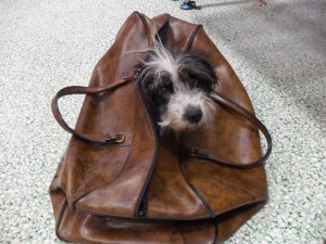 ΦΙΛΟΖΩΙΚΗ ΠΥΛΑΙΑΣ Προστασία Αδέσποτων Ζώων “Η Αγάπη” – Πυλαία, Θεσσαλονίκης