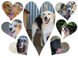 ΚΑΤΑΦΥΓΙΟ ΑΔΕΣΠΟΤΩΝ ΖΩΩΝ ΛΑΥΡΙΟΥ “Αδέσποτα Λαυρεωτικής” – Λαύριο, Ανατολική Αττική