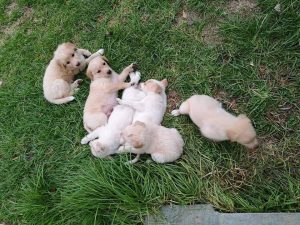 ΠΗΓΑΣΟΣ ΦΙΛΟΖΩΙΚΗ ΠΙΚΕΡΜΙΟΥ ΡΑΦΗΝΑΣ  – Πικέρμι, Ραφήνα, Ανατολική Αττική