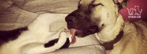 Stray.Gr Σωματείο Περίθαλψης & Προστασίας Αδέσποτων Ζώων – Αθήνα