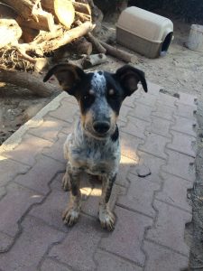 ΦΙΛΟΖΩΙΚΗ ΚΑΛΑΜΟΥ – Κάλαμος, Ανατολική Αττική