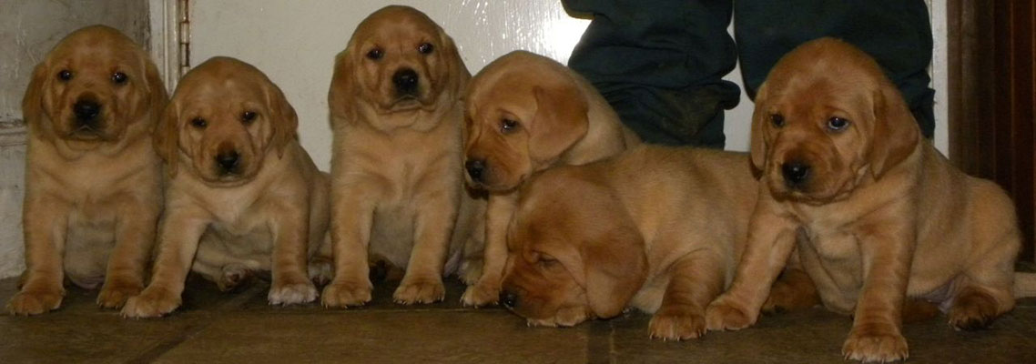 ANIMAL WELFARE OF IERAPETRA “Animal Welfare Association of Ierapetra” – Ierapetra, Crete